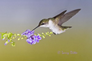 Ruby-throated Hummingbird_Larry Ditto_MG_6137