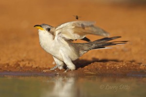 Yellow-billed Cuckoo_51U4527