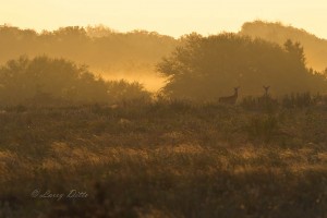 White-tailed Deer & Sunrise_51U7781