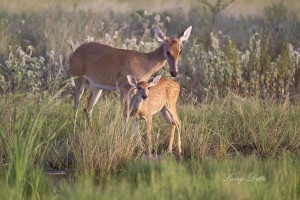 White-tailed Deer_51U7251