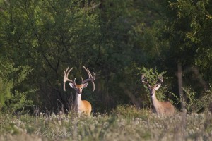 White-tailed Deer_51U7916