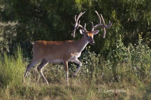 White-tailed Deer_51U8025
