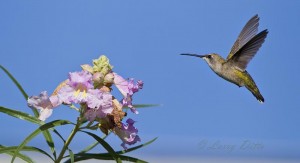 Black-chinned Hummingbird_51U0112