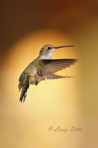 Rufous Hummingbird_MG_7738