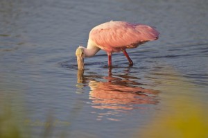 Roseate Spoonbill_51U2161