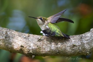Ruby-throated Hummingbird_51U1836