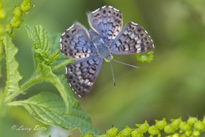 Blue MetalmarkIMG_0738