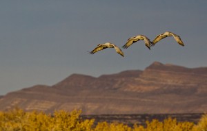AW4C3417 bird