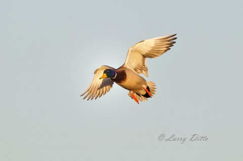 Drake mallard landing at the crane pool after the larger birds had left to feed.