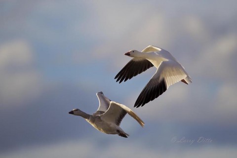 Snow geese banking toward the camera.