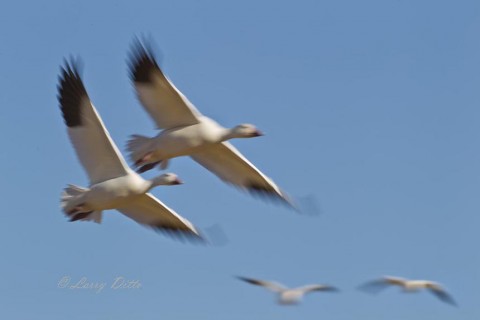 Snow Geese_51U7286