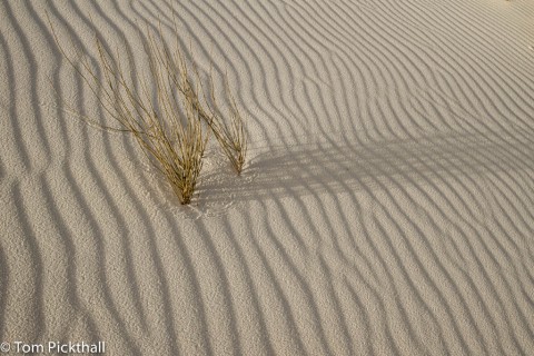 Plant and shadows on a rippling sand dune.