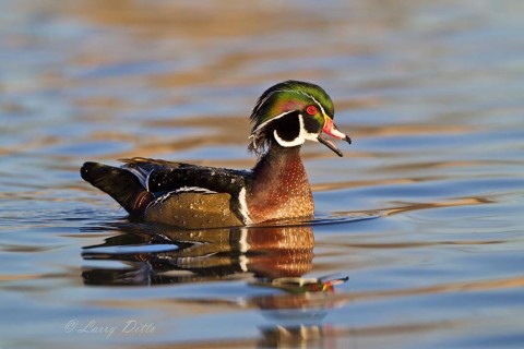 Drake wood duck vocalizing as it passes in the warm morning light.