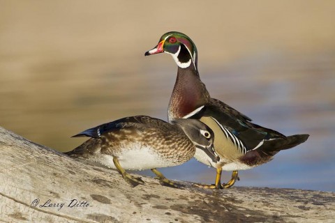 Hen and drake wood ducks standing on an old tree trunk in a pond.