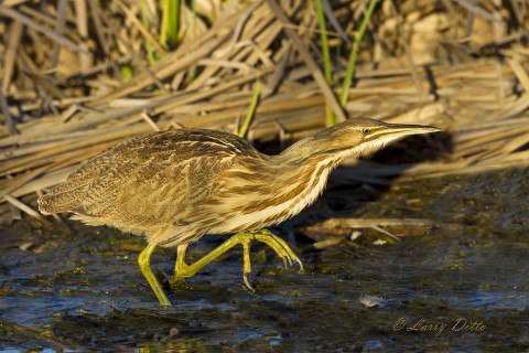 American Bittern in mid-stride at Port Aransas Birding Park.