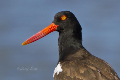 Colorful head of an American Oystercatcher from one of the oyster reefs in Aransas Bay.