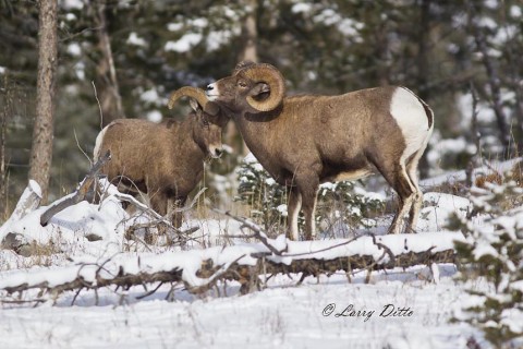 Dominant bighorn ram (right) with younger male. 