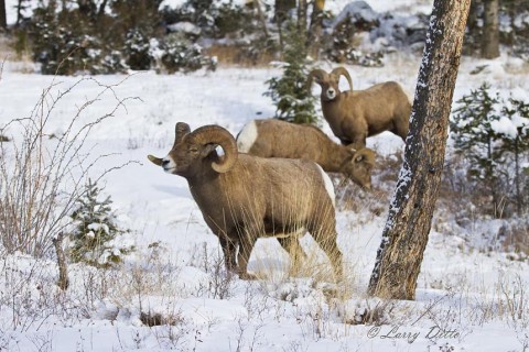 The dominant, mature ram occasionally left the ewes to keep the younger rams in line.