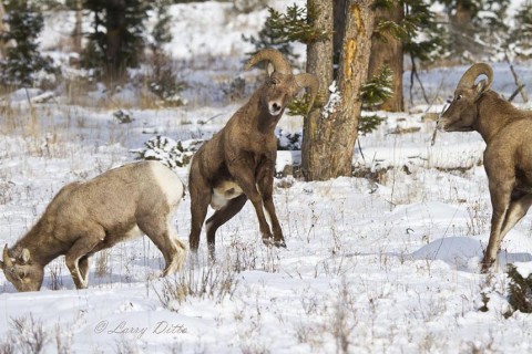 The young rams frequently fought among themselves by head butting.
