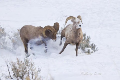 When the big rams joined the fight, the young guys scattered.