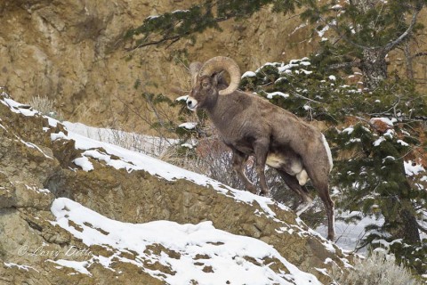 After feeding on a hillside, this ram headed into steep, rocky terrain.