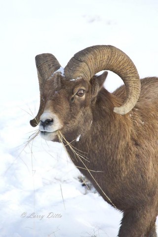 At below zero temperatures, the sheep do a lot of feeding.