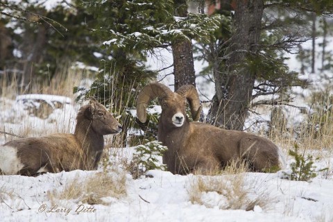 Ewe (female) and ram bedded.