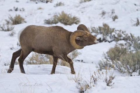 Mature bighorn ram approaching ewes during rut.