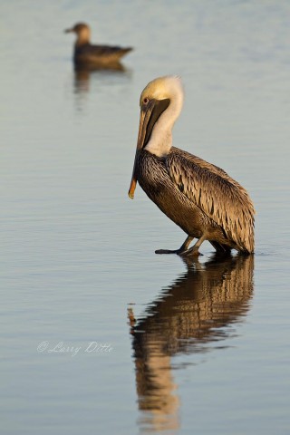 Brown Pelican resting on submerged piling in Aransas Bay.