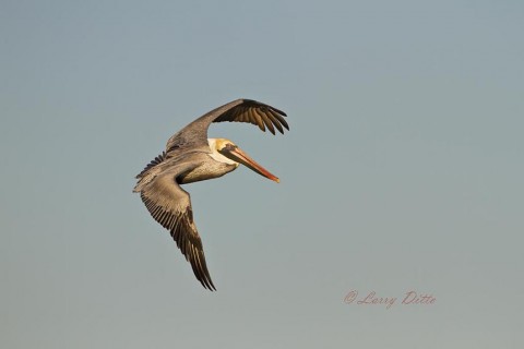 Brown Pelicans are another of the big birds the present good action photography opportunities.