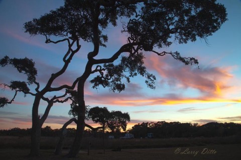 These liveoaks have been shaped by decades of coastal winds blowing inland from the bay.