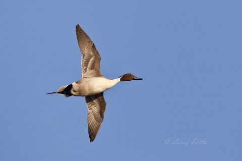 Northern Pintail drake with strong tailwind is in high gear.