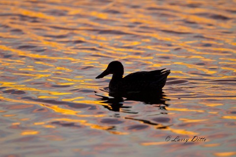 Light on the water after sunset at a northern shoveler swims into the photograph.