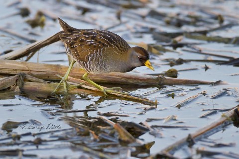 Sora using those long toes to walk on floating cattail stems.