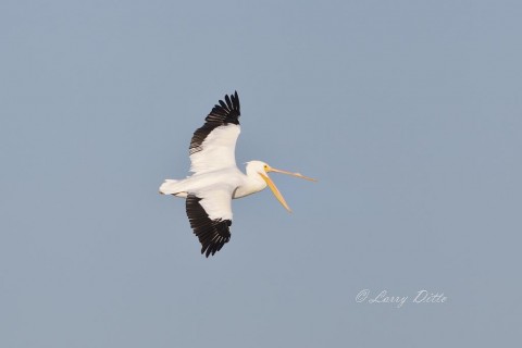 White Pelican yawning in mid-flight.