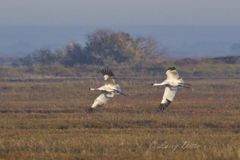 Whooping cranes landing in salt marsh at Aransas National Wildlife Refuge, Texas.