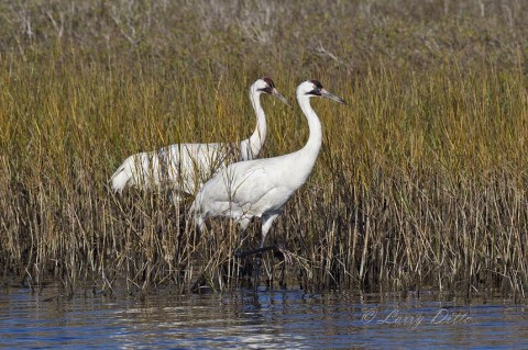 Whooping Crane pair feeding in the shallows of Sundown Bay.