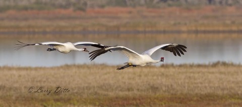 Whooping cranes watching photographer while flying over marsh.