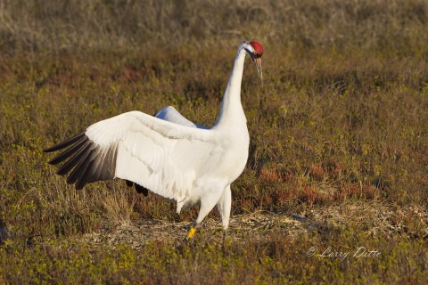 Whooping crane flashing his red crown at another crane.