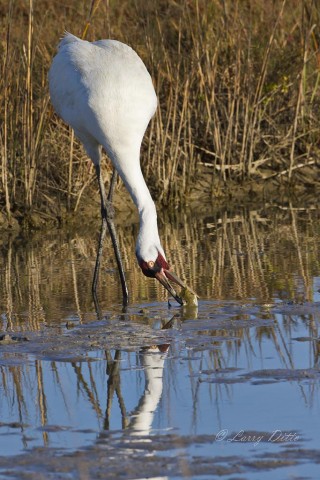 Whooper prepping a blue crab for breakfast.