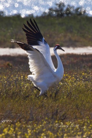 Excited Whooping Crane chasing another bird from its feeding territory.