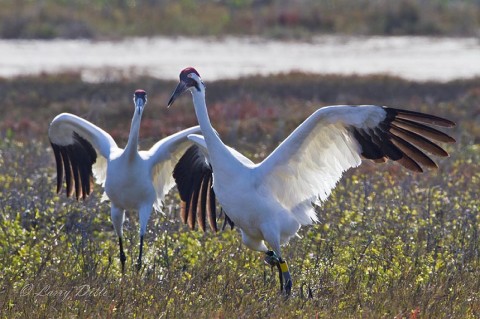 "Backlighting" provided some nice feather color and rim-lighting effects on the 5' tall birds.