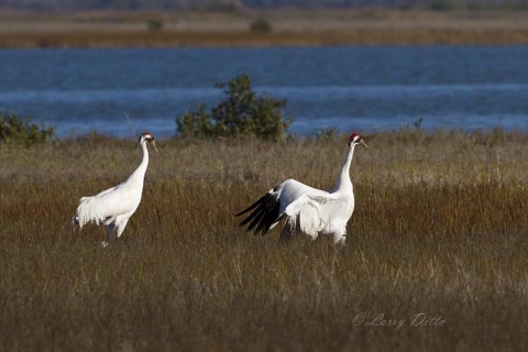 A half hour of patient observation paid off when the birds gave us great action.