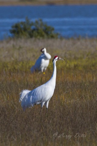 Whooping cranes preening.