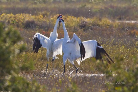 One whooper to another, "You can't stay this close while my mate and I are feeding".