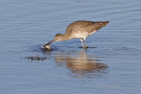 Willet with a blue crab feast.