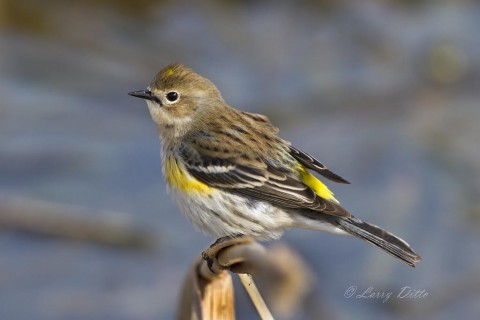 Yellow-rumped Warblers  are common winter visitors to the Texas gulf coast. 