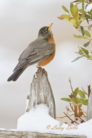 American Robin on the old picket fence.