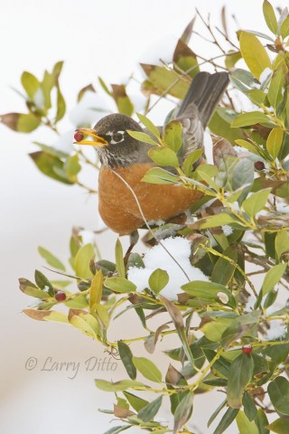 When food is scarce, a robin can find the last berry in the bush. 