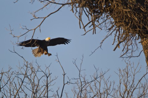 The adult birds added, sticks, grass, weeds and soil to the nest during occasional late morning visits.